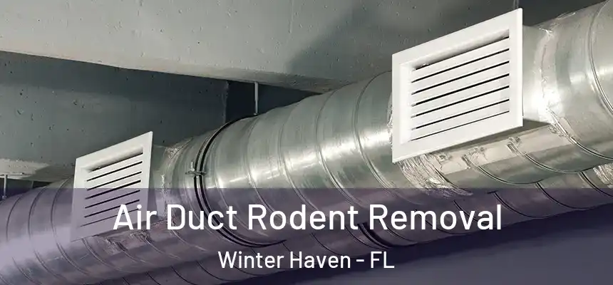 Air Duct Rodent Removal Winter Haven - FL
